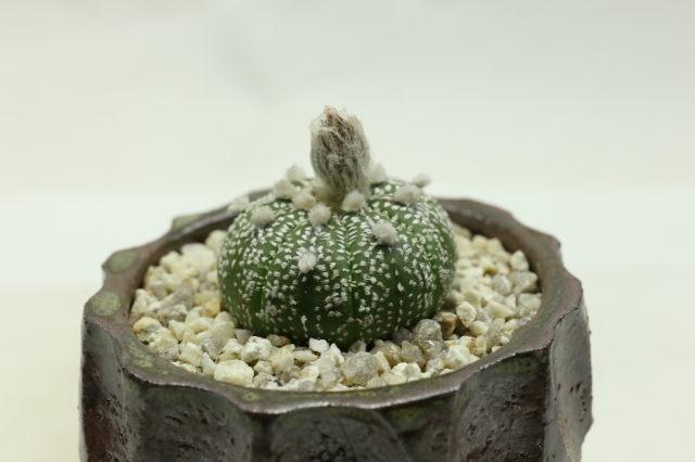 サボテン　多肉植物