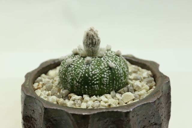 サボテン　多肉植物