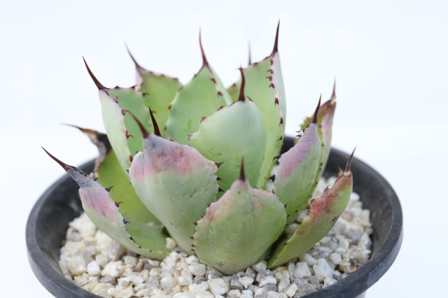サボテン　多肉植物