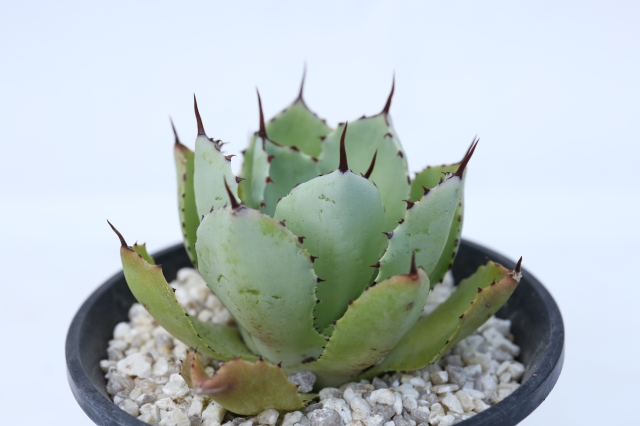 サボテン　多肉植物