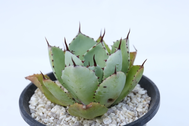 サボテン　多肉植物