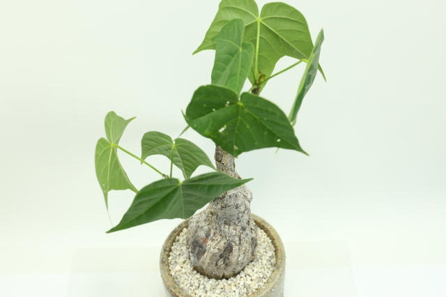 <"Gyrocarpus　jacquinii　コーデックス　多肉植物"