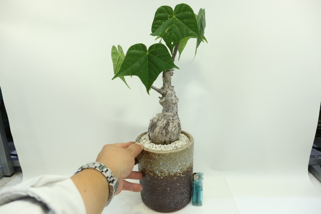 サボテン　多肉植物