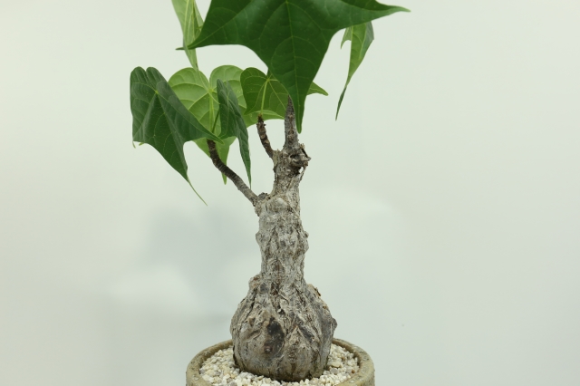 サボテン　多肉植物