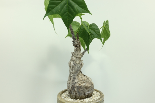 サボテン　多肉植物