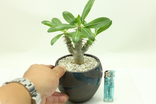 サボテン　多肉植物