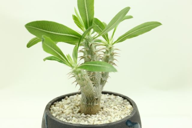 サボテン 多肉植物