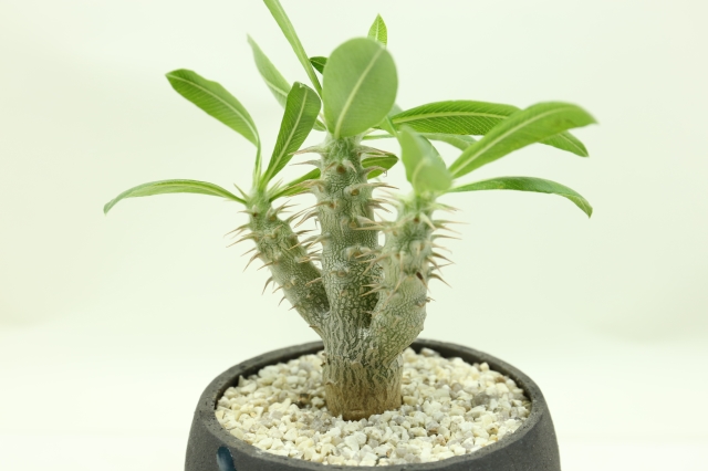 サボテン　多肉植物