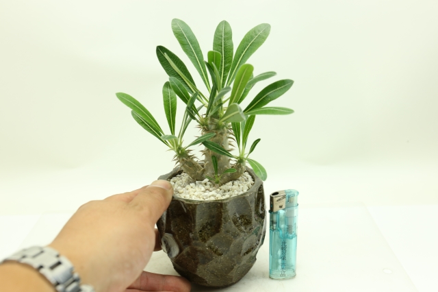 サボテン　多肉植物