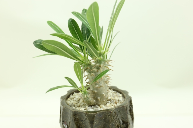 サボテン　多肉植物