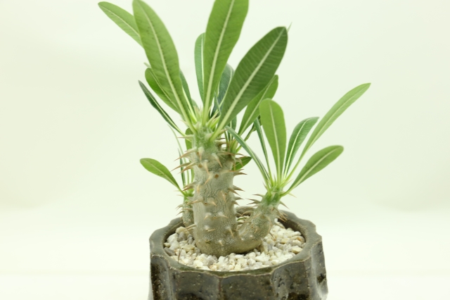 サボテン　多肉植物