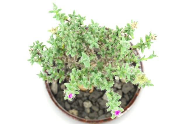 <"姫紅小松 トリコディアデマ 多肉植物"