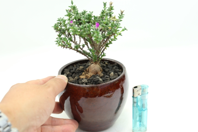 サボテン 多肉植物