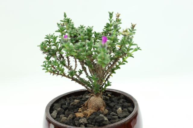 <"姫紅小松 トリコディアデマ 多肉植物"