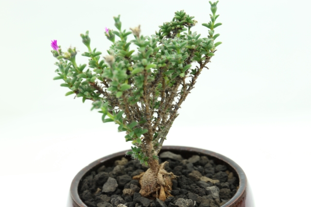 サボテン 多肉植物