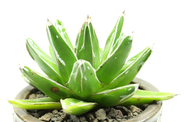 サボテン　多肉植物