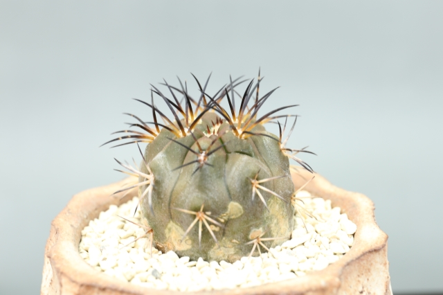 サボテン　多肉植物