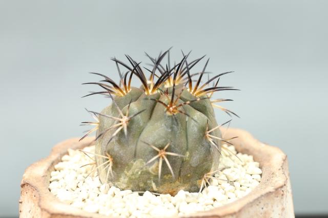 サボテン　多肉植物
