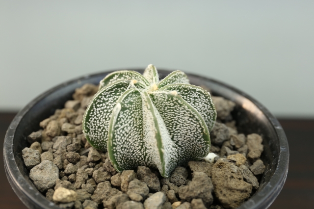 サボテン　多肉植物