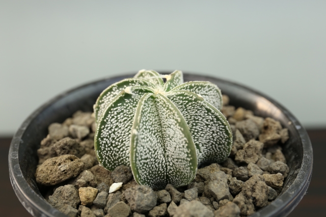 サボテン　多肉植物