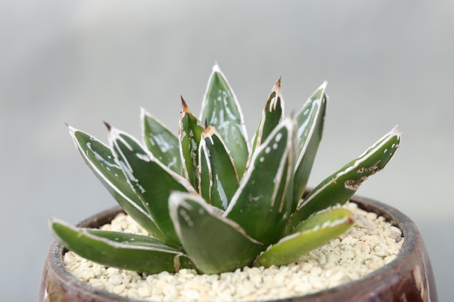 サボテン　多肉植物