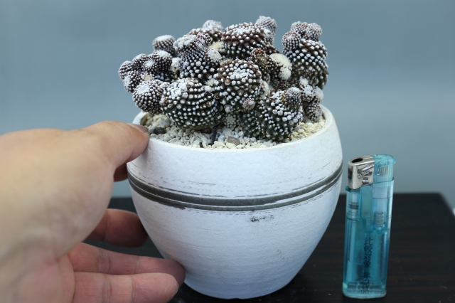 サボテン　多肉植物