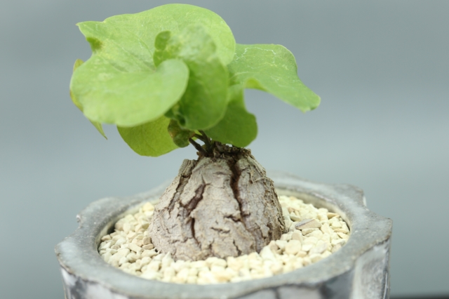 サボテン　多肉植物