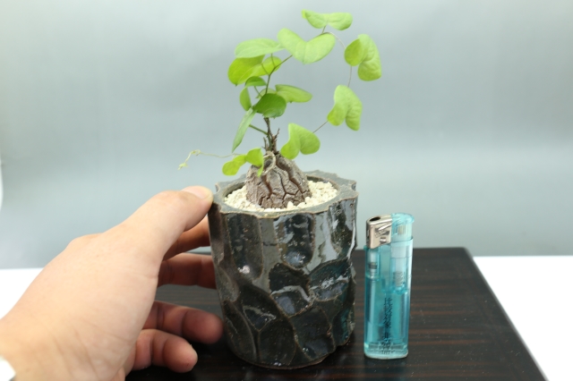 サボテン 多肉植物