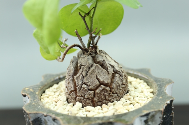 サボテン 多肉植物