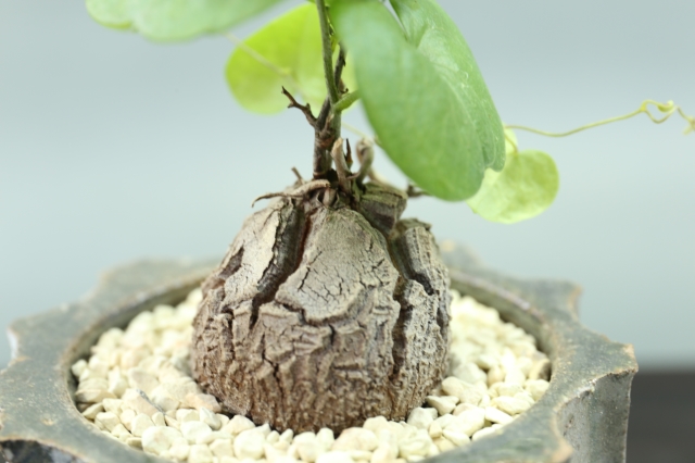サボテン 多肉植物