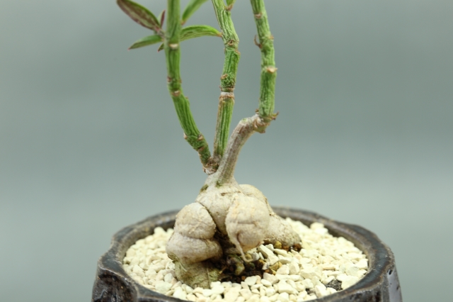 サボテン 多肉植物