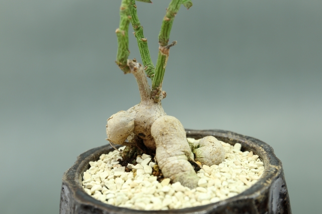 サボテン 多肉植物
