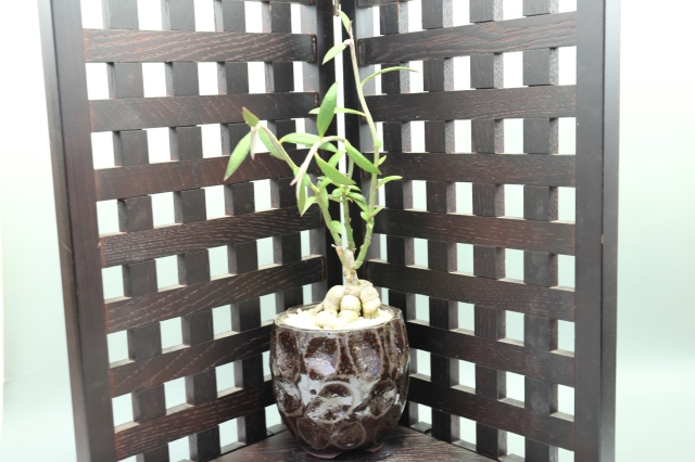 <"ルベルム モナデニウム コーデックス 塊根植物 多肉植物"