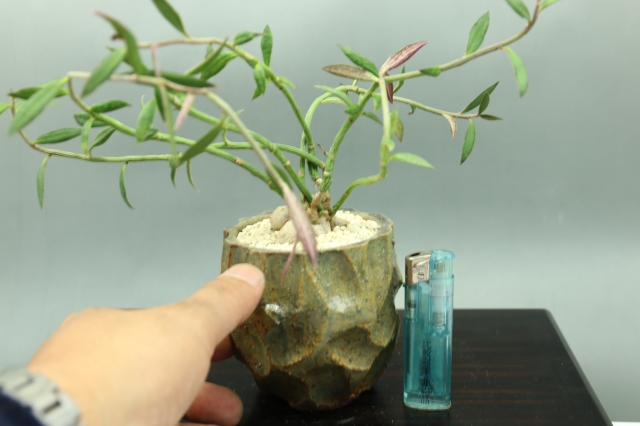 サボテン 多肉植物