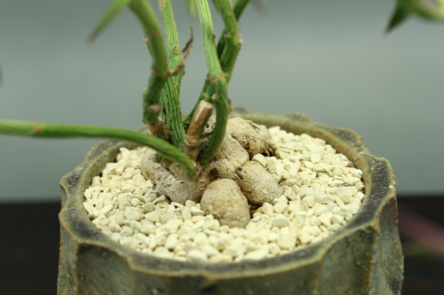 サボテン　多肉植物