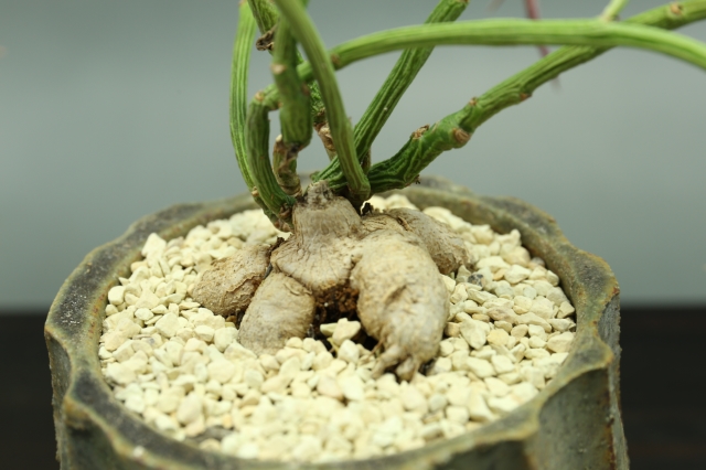 サボテン　多肉植物