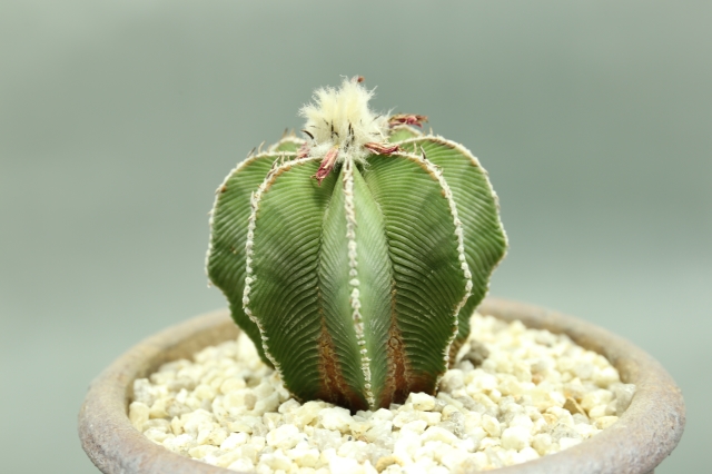 サボテン　多肉植物