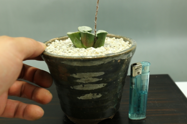 サボテン 多肉植物