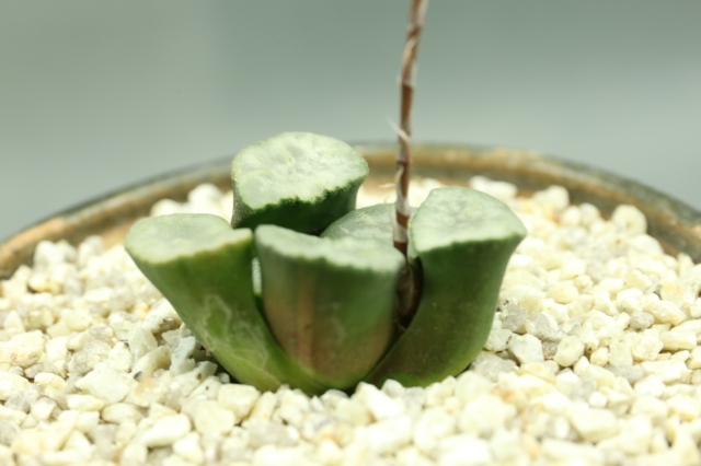 <"蜃気楼の窓 ハオルシア 多肉植物"