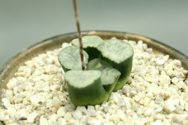 サボテン　多肉植物