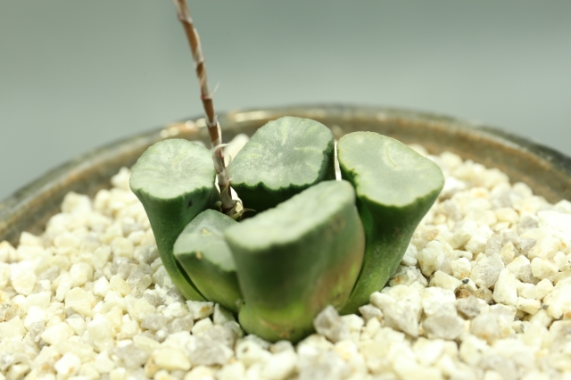 サボテン 多肉植物