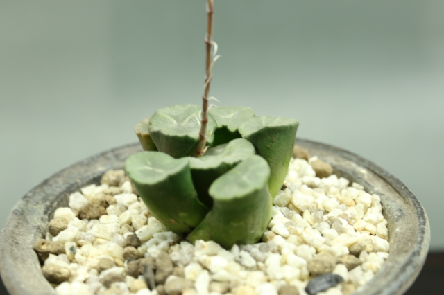 サボテン　多肉植物