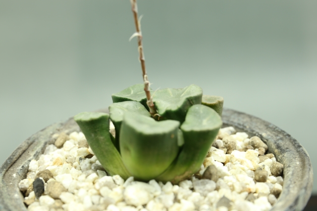 サボテン　多肉植物