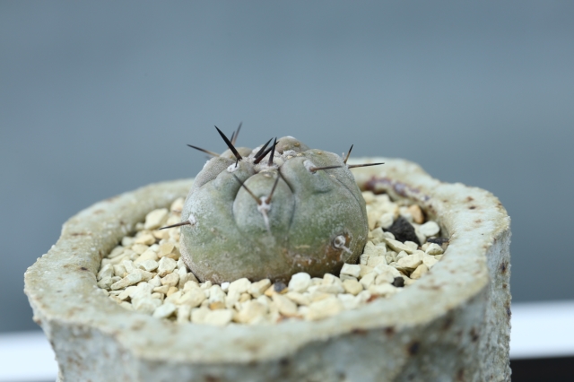 サボテン　多肉植物