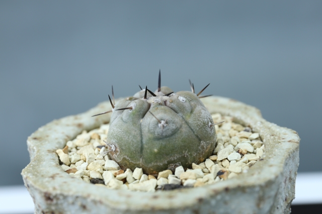 サボテン　多肉植物