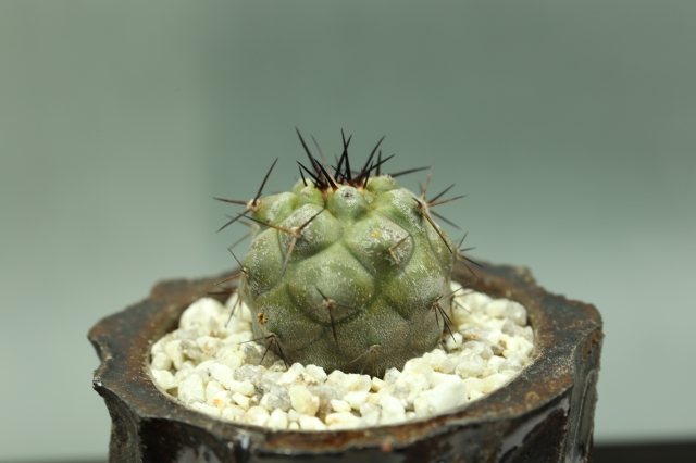 サボテン　多肉植物