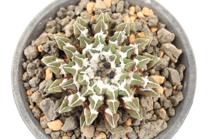 サボテン 黒牡丹 アリオカルプス 実生 - 植物/観葉植物
