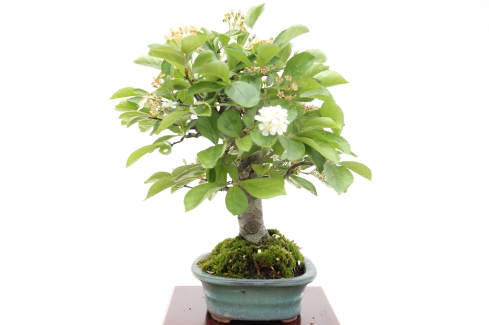 日本かまつか A2803☆カマツカ 花物実物類 小品盆栽☆「送料無料