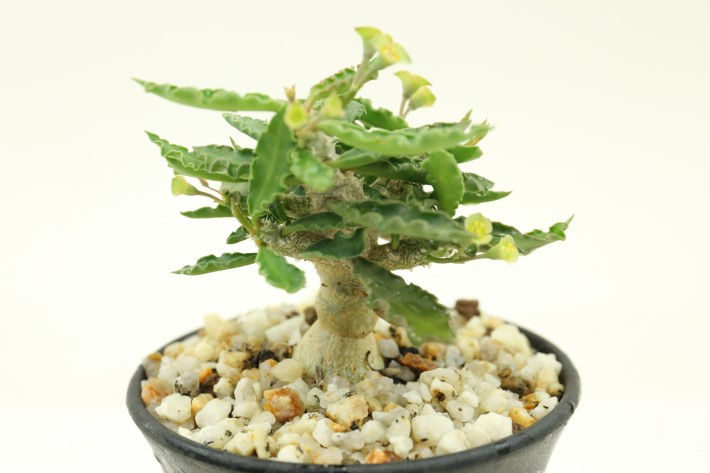 Euphorbia ユーフォルビア カプサイマテリエンシス