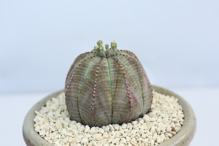 オベサ